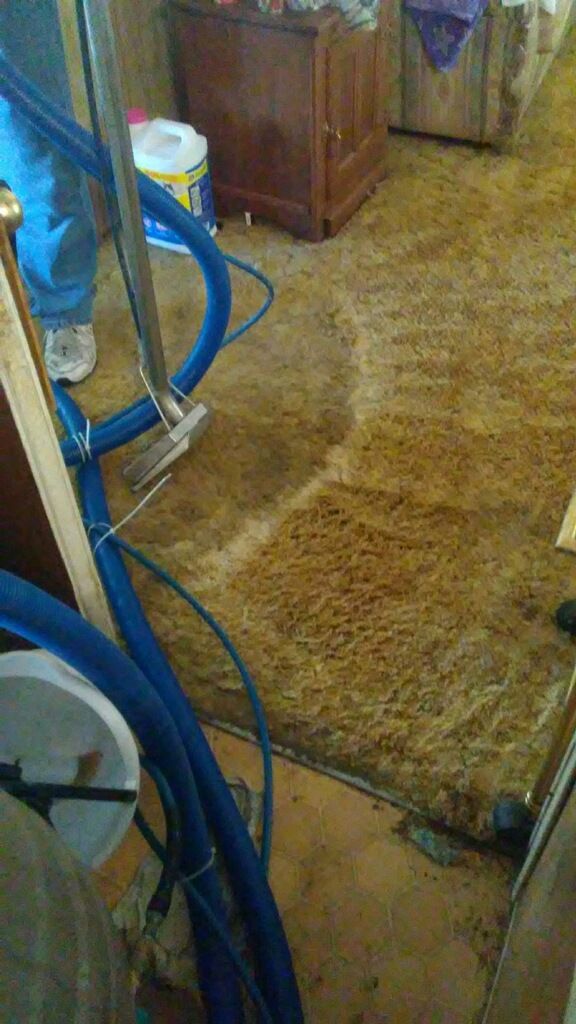 Cleaning hoses beside a carpet with a freshly cleaned stripe
