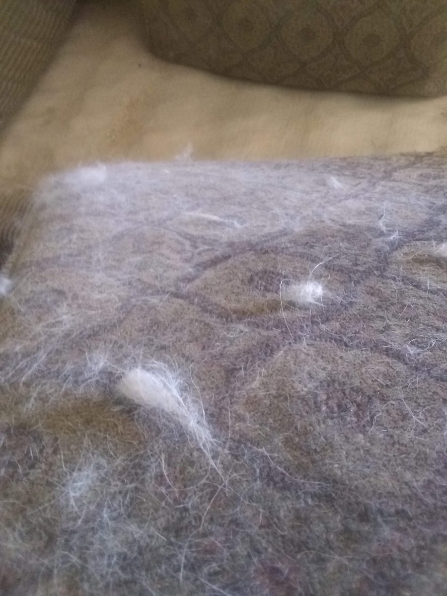 Upholstery covered in pet hair